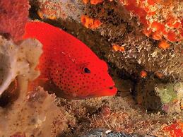 Posada Acuario