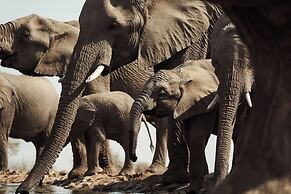 Last Word Madikwe
