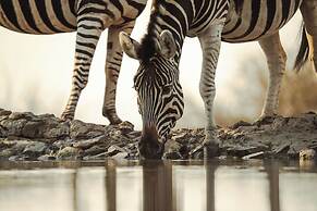 Last Word Madikwe