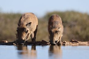 Last Word Madikwe