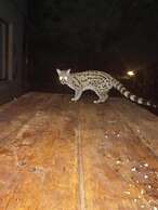 Turaco Lodge
