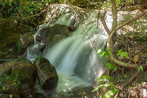 Rain Forest Inn