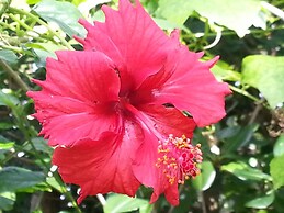 Minshuku Myojoso