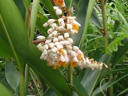 Minshuku Myojoso