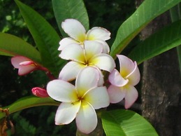 Minshuku Myojoso