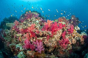 Paradise Taveuni