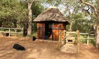 Offbeat Safaris
