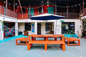 Blue Iguana