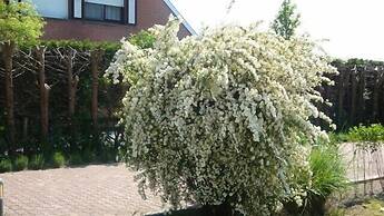 B&B Yaca