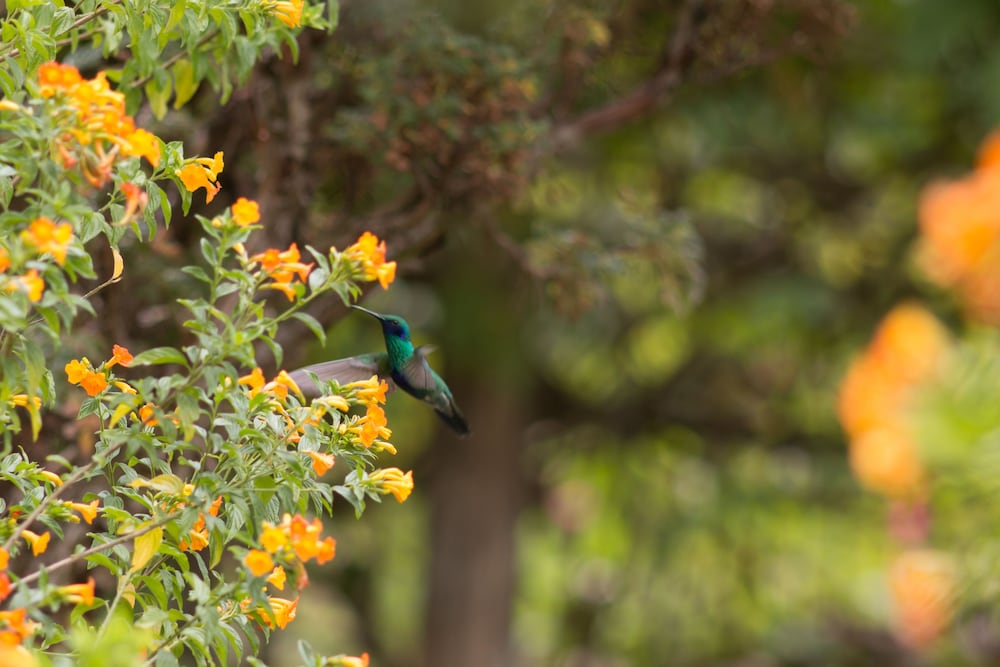 CASA COLIBRI ECOLODGE