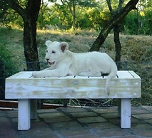 Lion Tree Top Lodge
