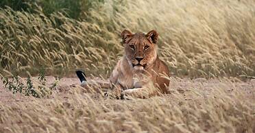 Hobatere Lodge