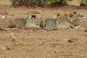 Hobatere Lodge