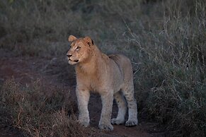 Zambezi Dusk