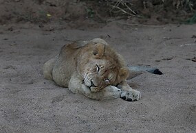 Zambezi Dusk