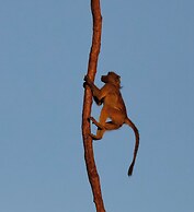 Zambezi Dusk