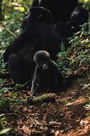Silverback Lodge