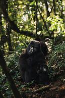 Silverback Lodge