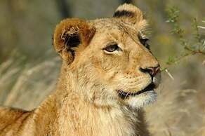 Ngama Tented Safari Lodge