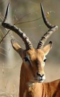 Ngama Tented Safari Lodge