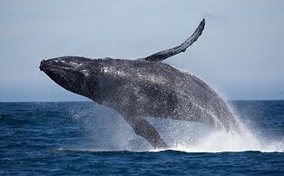 La Petite Baleine