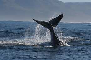 La Petite Baleine