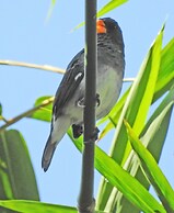 Taironaka