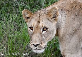 Elephant Plains Game Lodge