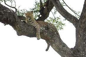 Elephant Plains Game Lodge