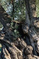 Masseria Valente