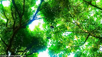 Forest West Nishi