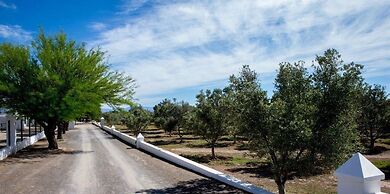Olive Grove Guest Farm