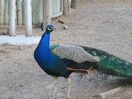 Olive Grove Guest Farm