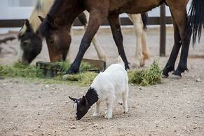 Olive Grove Guest Farm