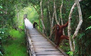 Rimba Orangutan Eco Lodge
