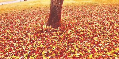 Life is Beautiful