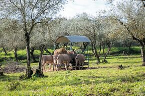Fattoria di Maiano