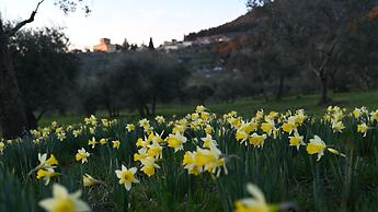 Fattoria di Maiano