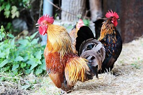 La Ferme des Isles