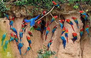 Monte Amazonico Lodge
