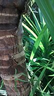 Jungleside House