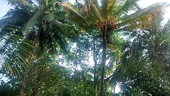 Jungleside House
