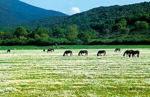 Agriturismo La pulledraia