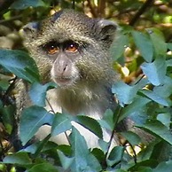 St Lucia Wilds