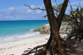 Tropical Gecko Studio