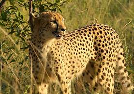 Kambaku River Lodge
