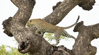 Kambaku River Lodge