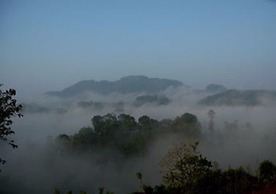 Rainforest Edge