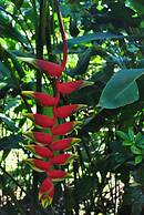 Hotel Las Orquideas