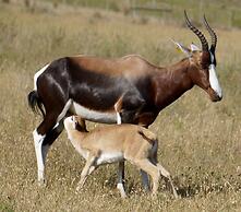 Kwetu Guest Farm